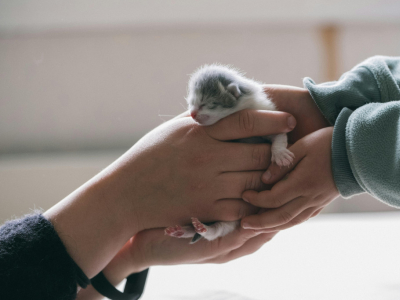 Beste Kattennamen per Ras – Kies de Perfecte Naam voor je Kat