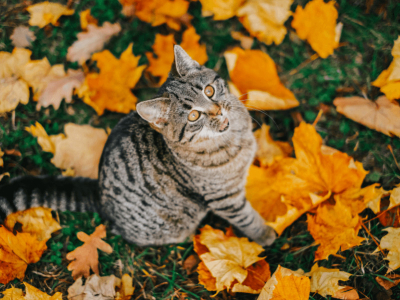 Herfst Kattenaccessoires en Halsbanden – Gezellige Must-Haves voor Jouw Kat