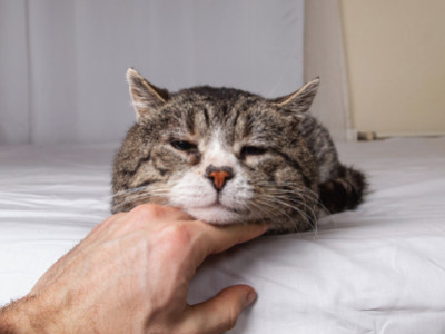 Is jouw kat vaker alleen thuis? Tekenen van verlatingsangst bij katten en wat je