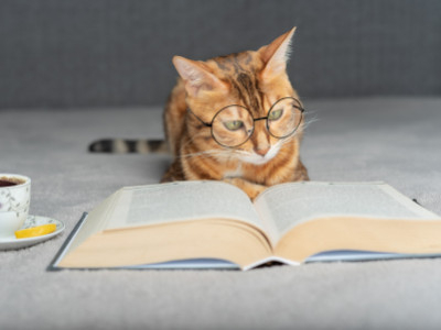 Vragen die je jezelf moet stellen voordat je je kattennamen (Kitten - Anicura) geeft