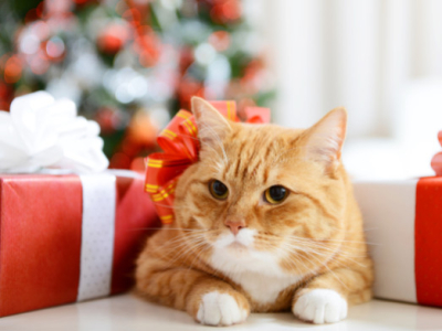 Beste cadeaus voor katten en hun baasjes