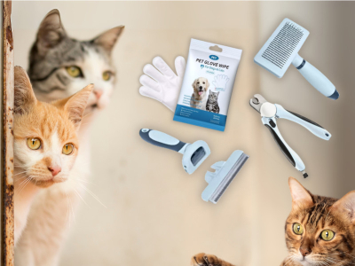 Kattenverzorging per Kattenras: Tips voor Kortharige en Langharige Katten